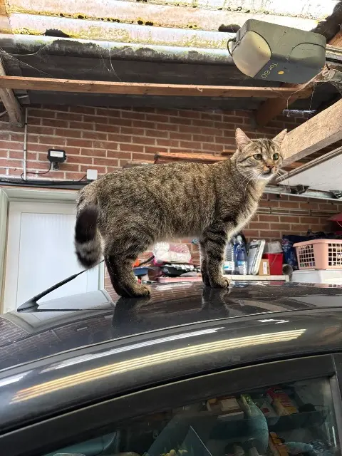 chat lost   62121 Hamelincourt Sweety
