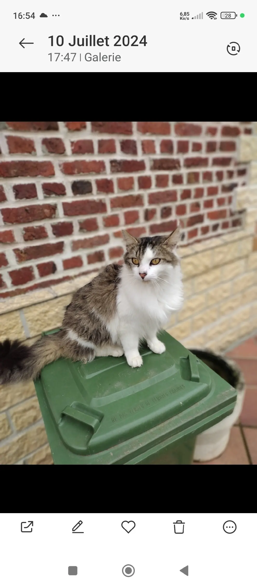 Chat Perdu 62 Pas-de-Calais - Swiffer Chat Perdu 62 Pas-de-Calais - Swiffer