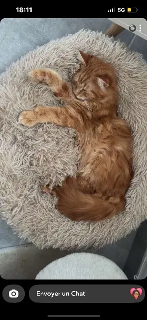 chat lost   62550 Pressy Symba