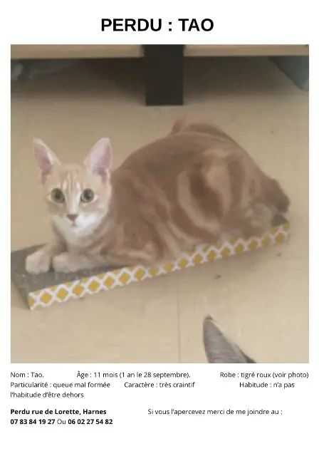 chat lost   62440 Harnes Tao