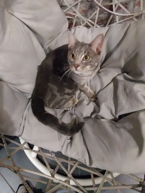 chat lost   62142 Colembert Thor