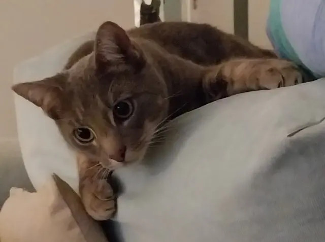 chat lost   62142 Colembert Thor