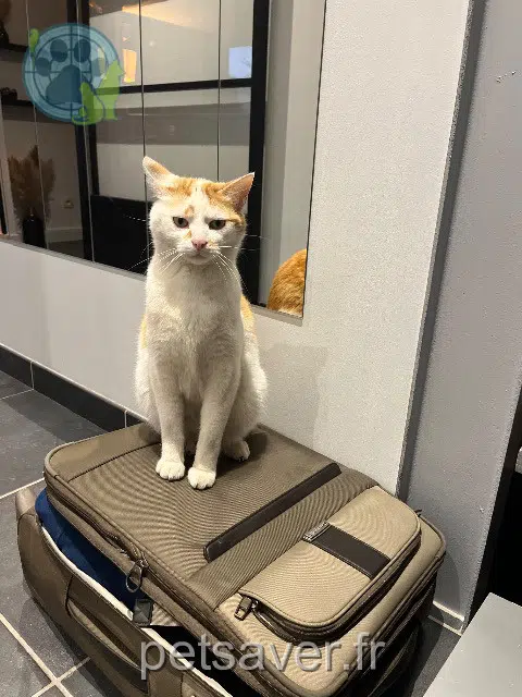 chat lost   62223 Saint-Laurent-Blangy Tibou