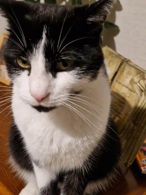 chat lost   62111 Bienvillers-au-Bois TiC