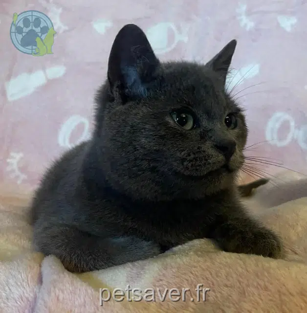 chat lost   62124 Ruyaulcourt Tigri