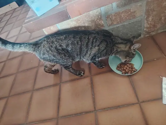 cat lost   62990 Loison-sur-Créquoise Tigri