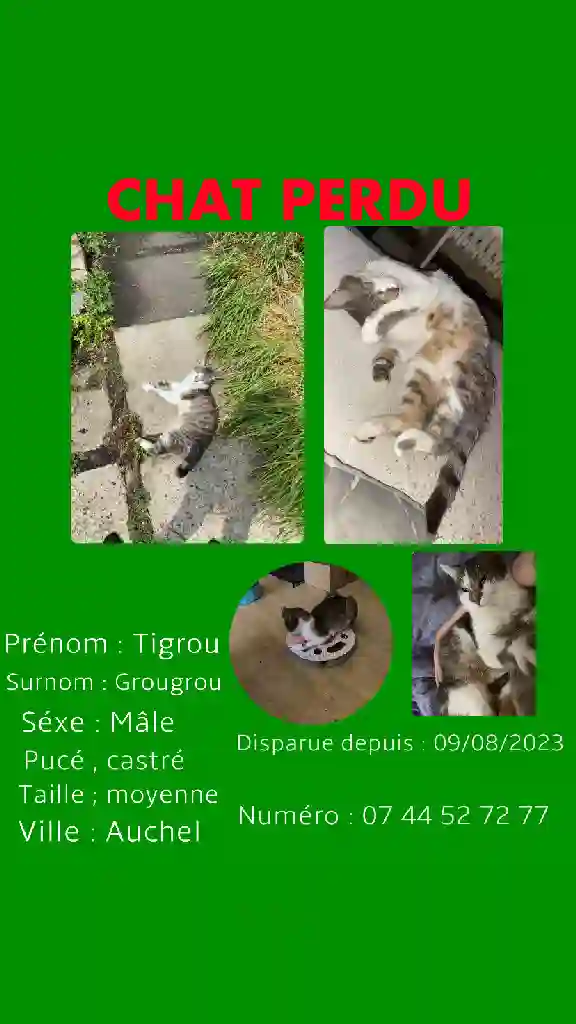 Chat Perdu 62 Pas-de-Calais - Tigrou Chat Perdu 62 Pas-de-Calais - Tigrou