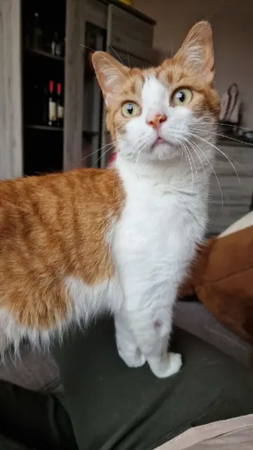 chat lost   62930 Wimereux Tigrou