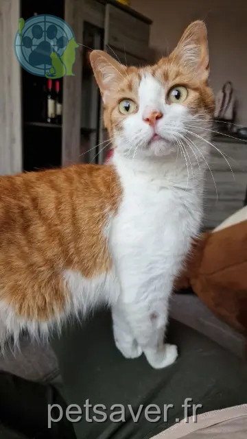 cat lost 62930 Wimereux Tigrou cat lost 62930 Wimereux Tigrou