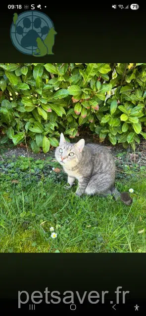 chat lost   62210 Avion Tigrou