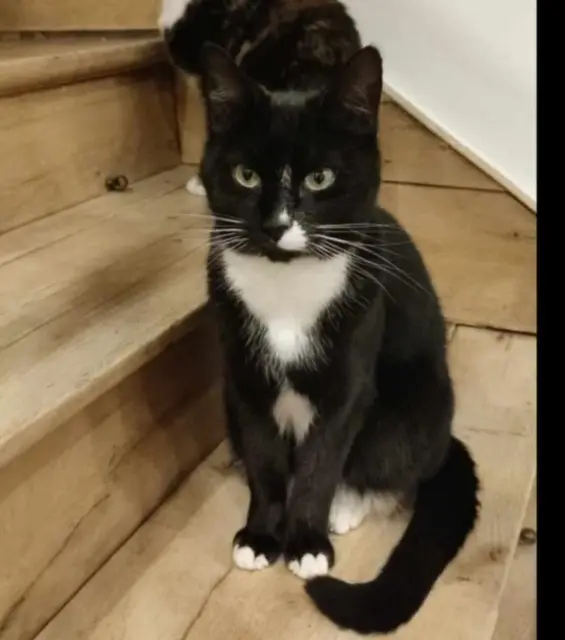 chat lost   62118 Fampoux Tigrou