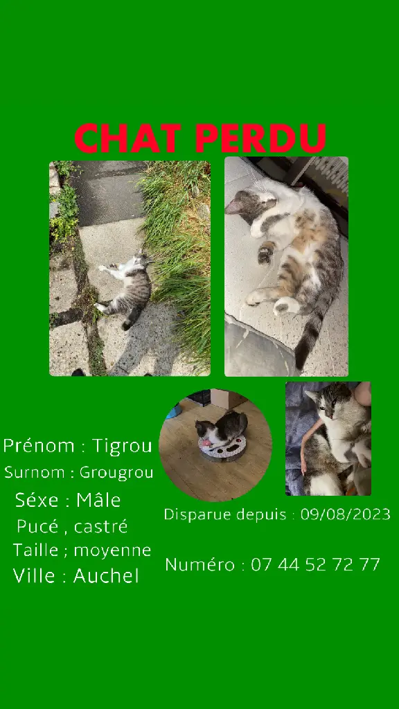 Chat Perdu 62 Pas-de-Calais - Tigrou Chat Perdu 62 Pas-de-Calais - Tigrou