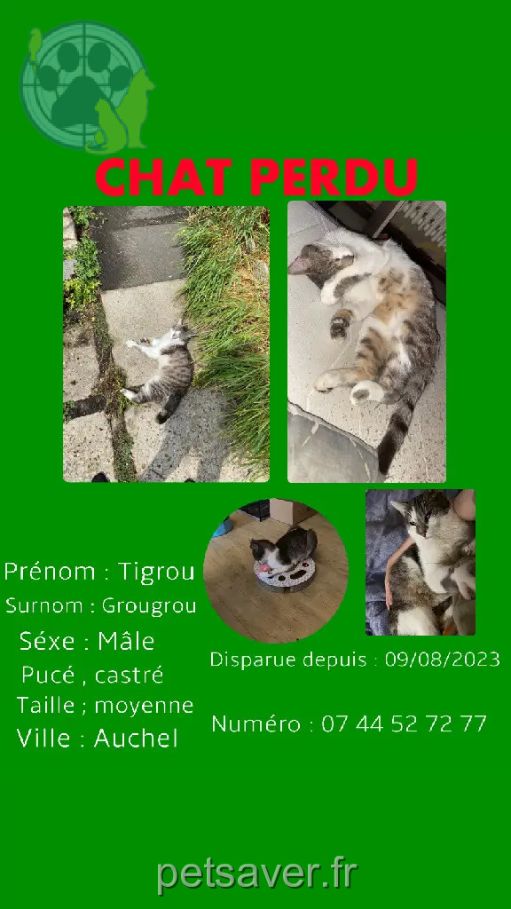 Chat Perdu 62 Pas-de-Calais - Tigrou Chat Perdu 62 Pas-de-Calais - Tigrou