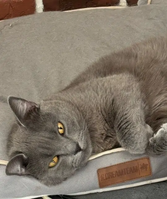 chat lost   62330 Isbergues Timéon