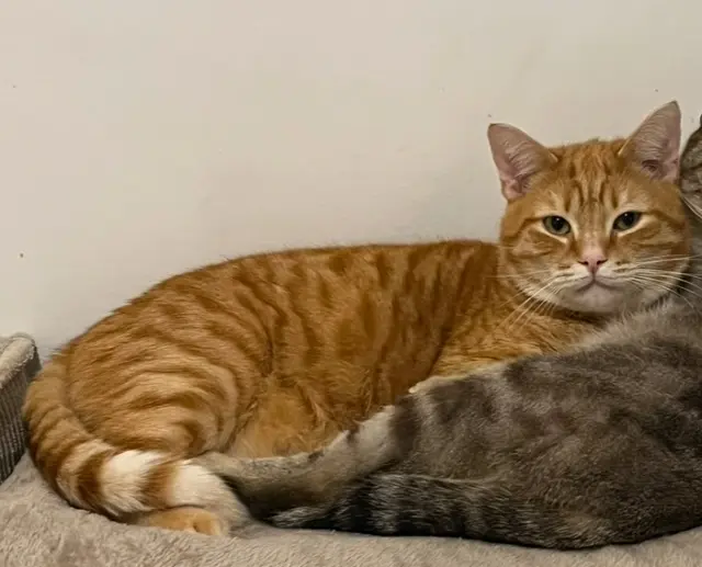 chat lost   62400 Béthune Titi