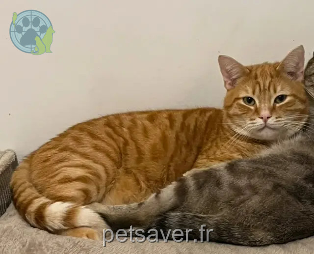 kater vermist 62400 Béthune Titi kater lost 62400 Béthune Titi