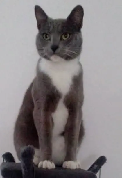 chat lost   62370 Zutkerque TITUS