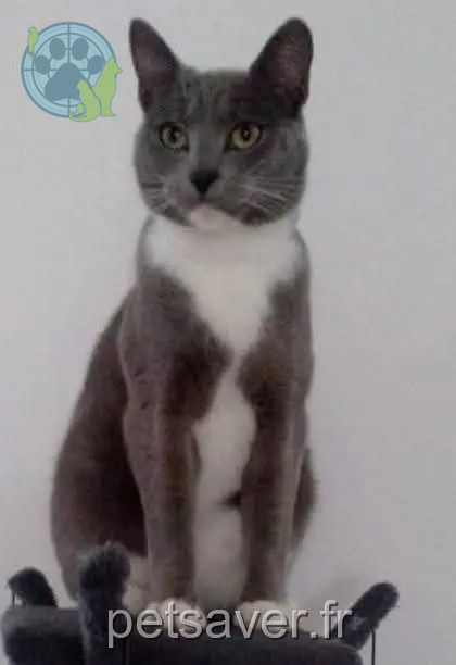 gato perdido 62370 Zutkerque TITUS gato lost 62370 Zutkerque TITUS