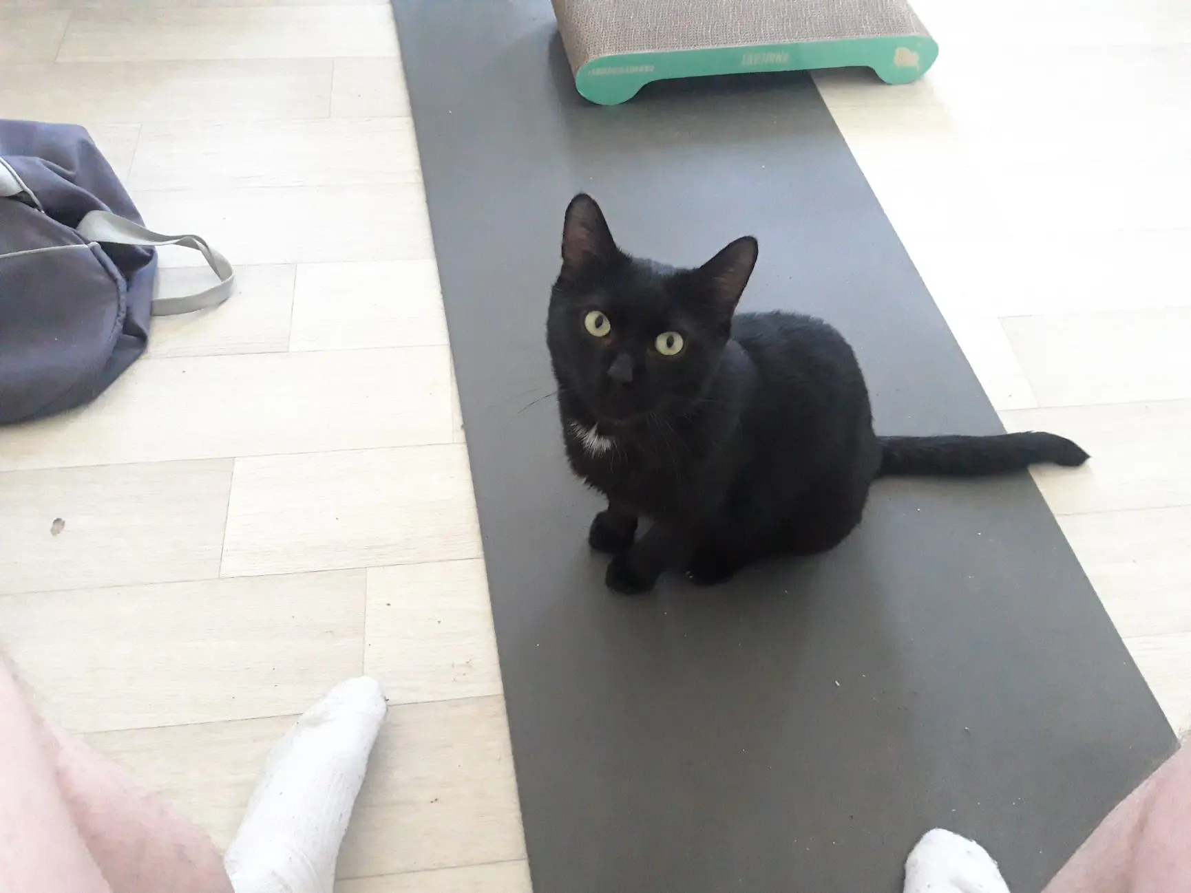 chat lost   62290 Nœux-les-Mines TOTORO
