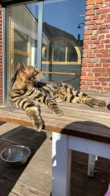chat lost   62118 Monchy-le-Preux Tweet