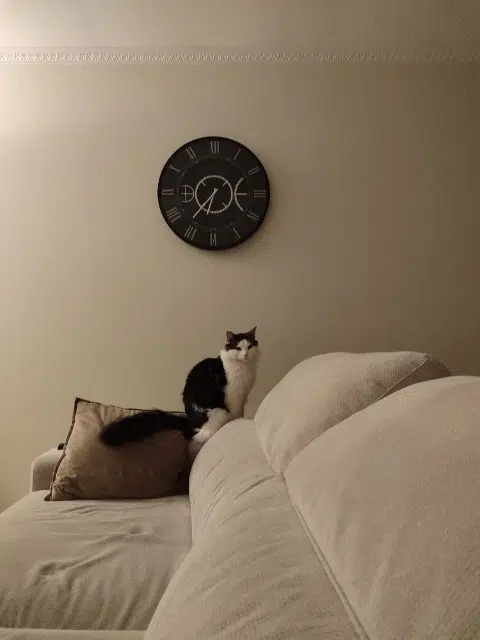 chat lost   62114 Sains-en-Gohelle Typhon