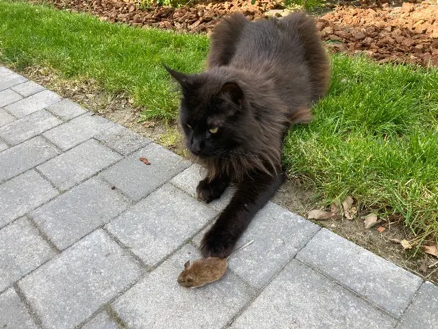 chat lost   62155 Merlimont Urion