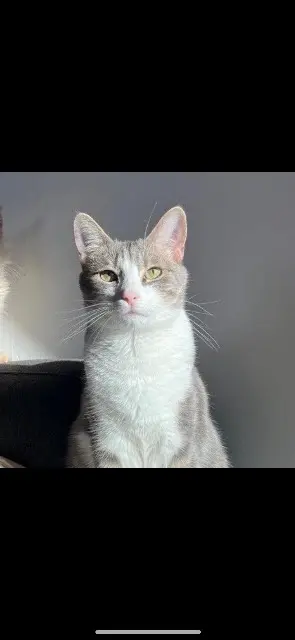 chat lost   62450 Bapaume Usher