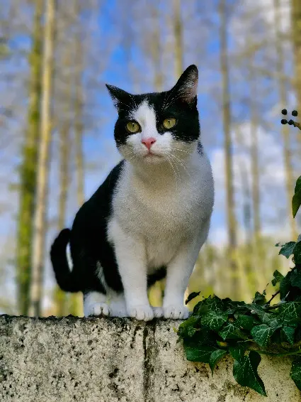 Chat Perdu 62 Pas-de-Calais - Utopie Chat Perdu 62 Pas-de-Calais - Utopie