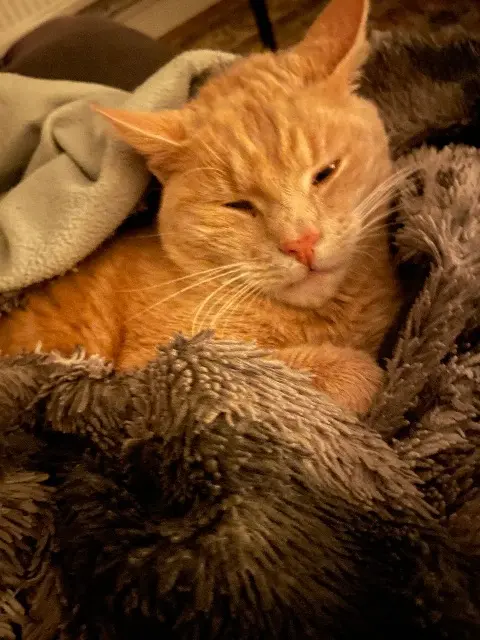 chat lost   62173 Rivière Velours