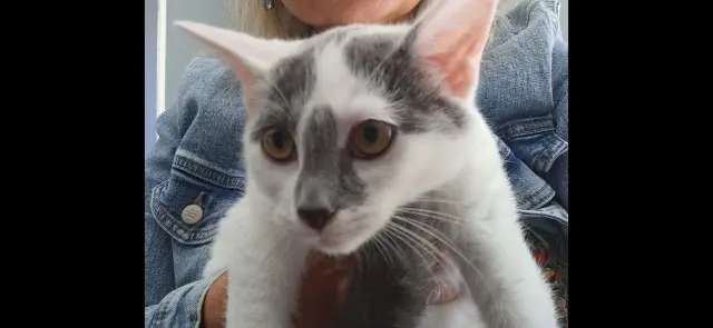 chat lost   62320 Rouvroy Viking