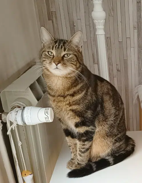 chat lost   62000 Dainville Virgule