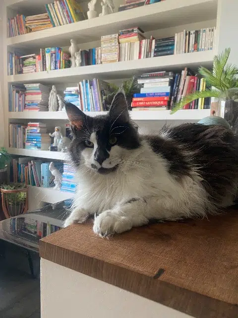 chat lost   62217 Agny Voltaire