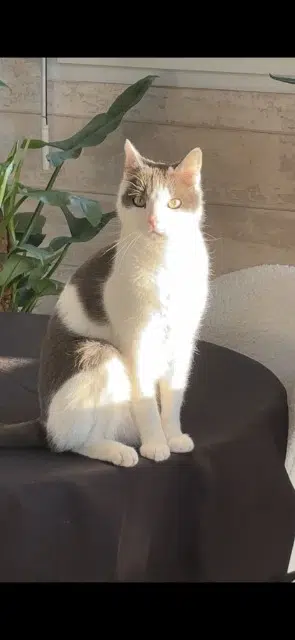 chat lost   62152 Neufchâtel-Hardelot Wally