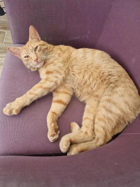 chat lost   62460 Divion Weasley