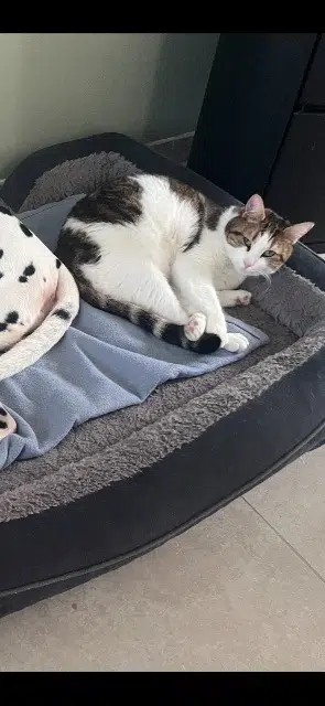 chat lost   62224 Équihen-Plage Willy