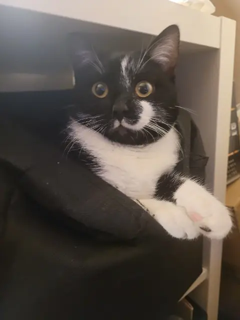 chat lost   62160 Grenay Yoshi