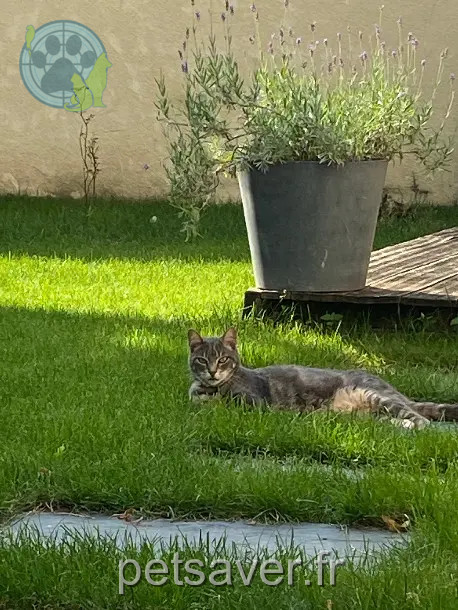 Chat Perdu 63 Puy-de-Dôme Chat Perdu 63 Puy-de-Dôme