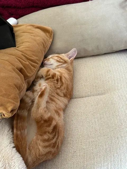 chat lost   63360 Gerzat Alfie