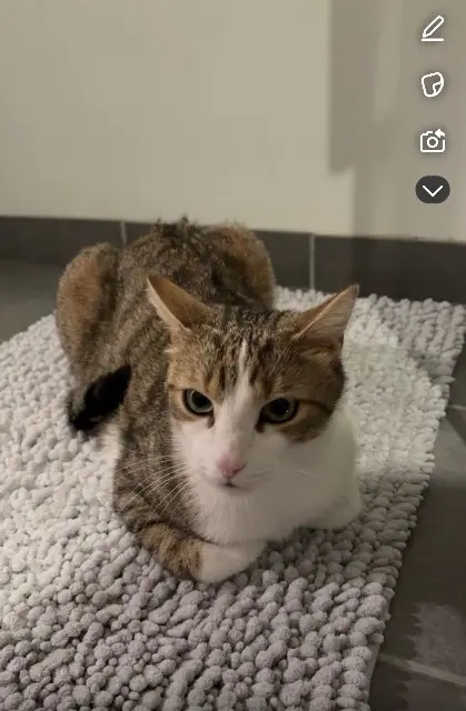 chat lost   63350 Joze Alvin