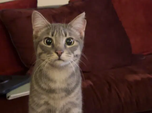 chat perdu 63200 Saint-Bonnet-près-Riom Angelo chat lost 63200 Saint-Bonnet-près-Riom Angelo