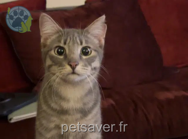 gatto perso 63200 Saint-Bonnet-près-Riom Angelo gatto lost 63200 Saint-Bonnet-près-Riom Angelo