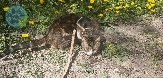 Kater lost   63500 Perrier Arsouille