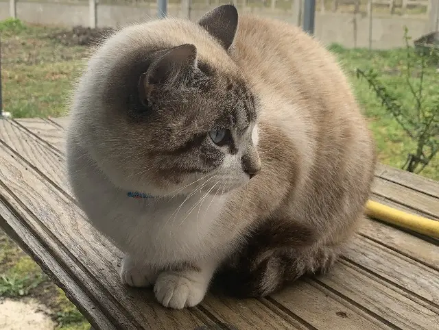 chat lost   63720 Chavaroux Aslan