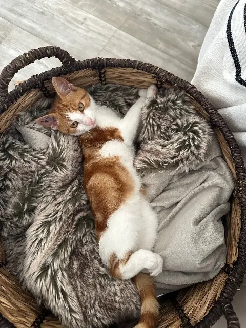 chat lost   63680 Chastreix Aven