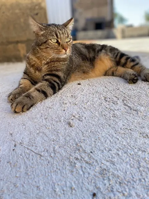 chat lost   63170 Aubière Biffty