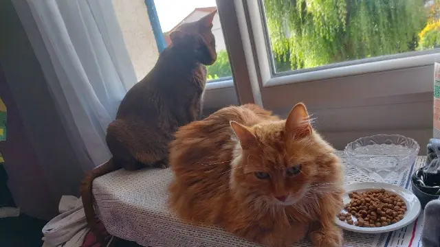 chat lost   63200 Riom Biscuit