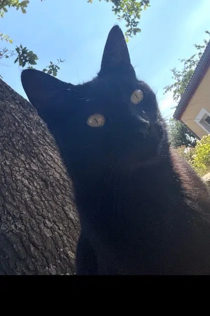 chat lost   63300 Thiers Bony