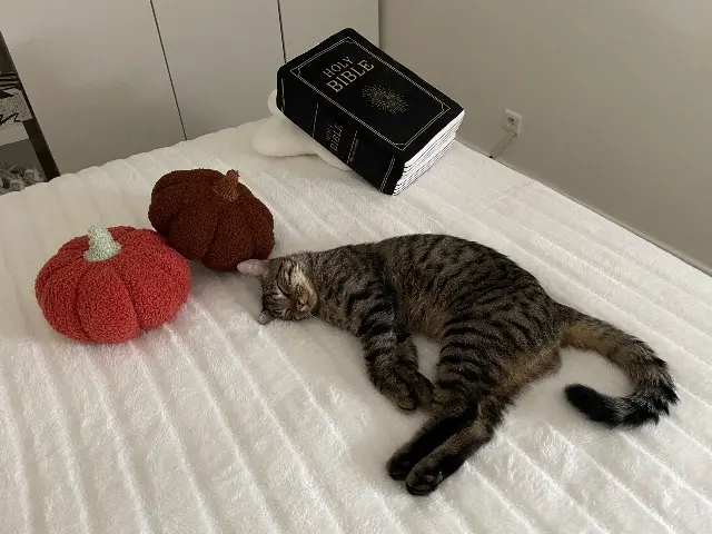 chat lost   63360 Gerzat Burton