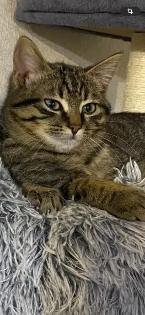 chat lost   63970 Aydat Chase
