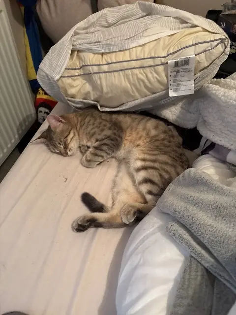 chat lost    Clermont-Ferrand Baghera